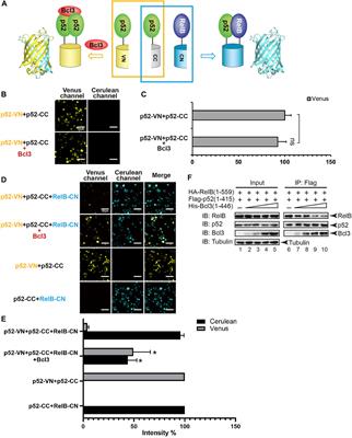 Atypical IκB Bcl3 enhances the generation of the NF-κB p52 homodimer